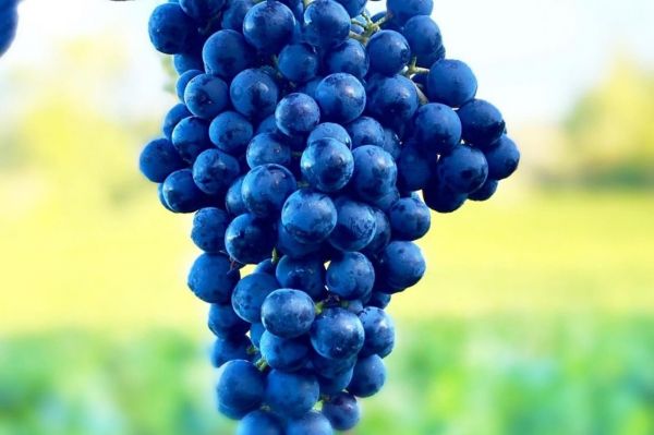 Photo for: Don’t know which Bordeaux wine to order in a restaurant? Try this.